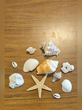 Lot Of Seashells, Coral & Starfish